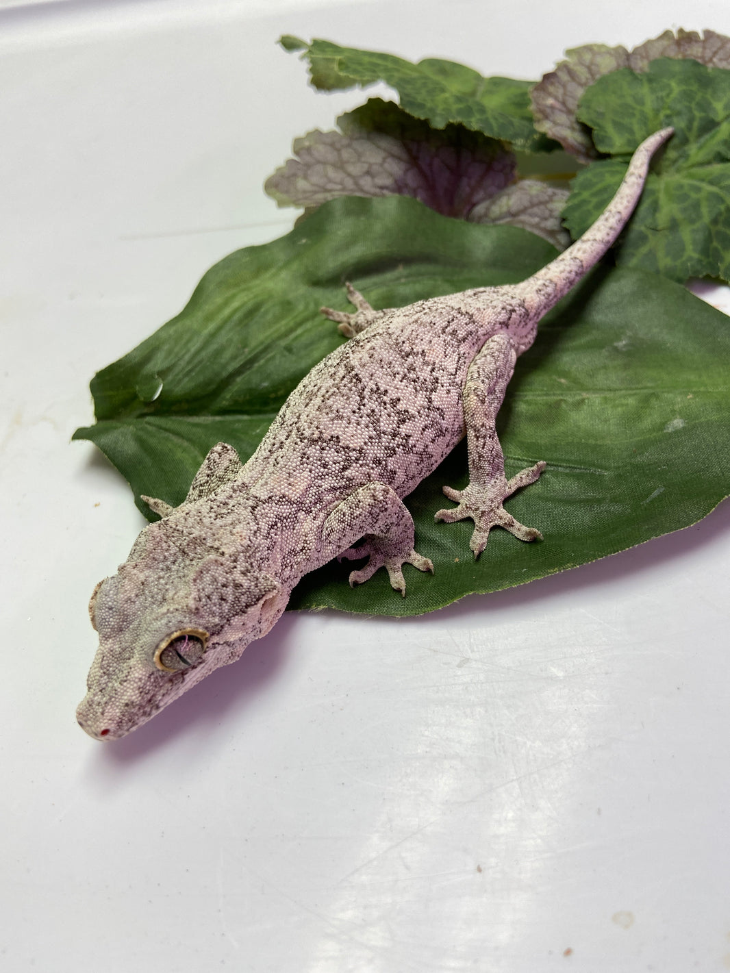Gargoyle Geckos For Sale - BHB Reptiles - Reptile Breeding Since 1989