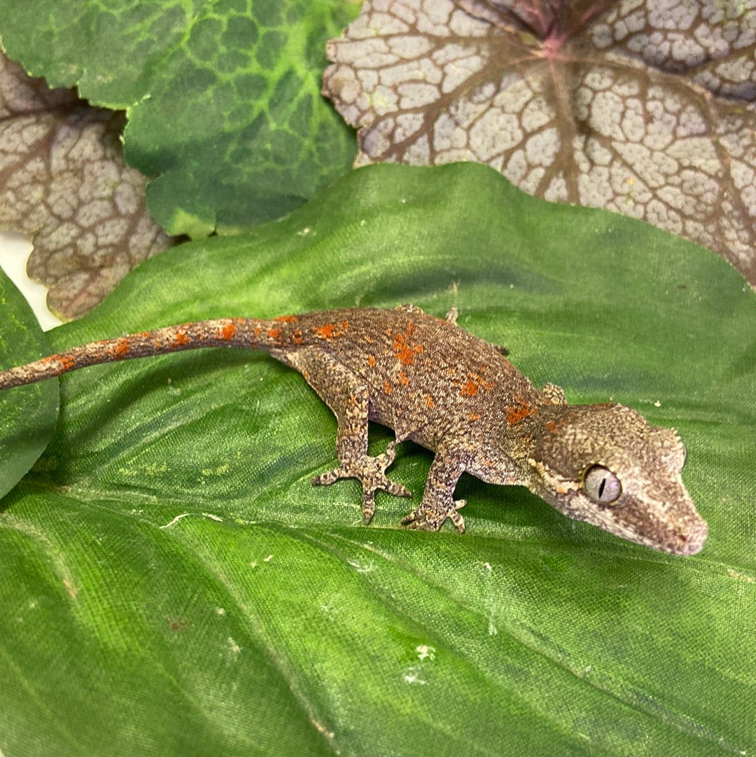 Red Blotched Reticulated Gargoyle Gecko Pos Female #AN235