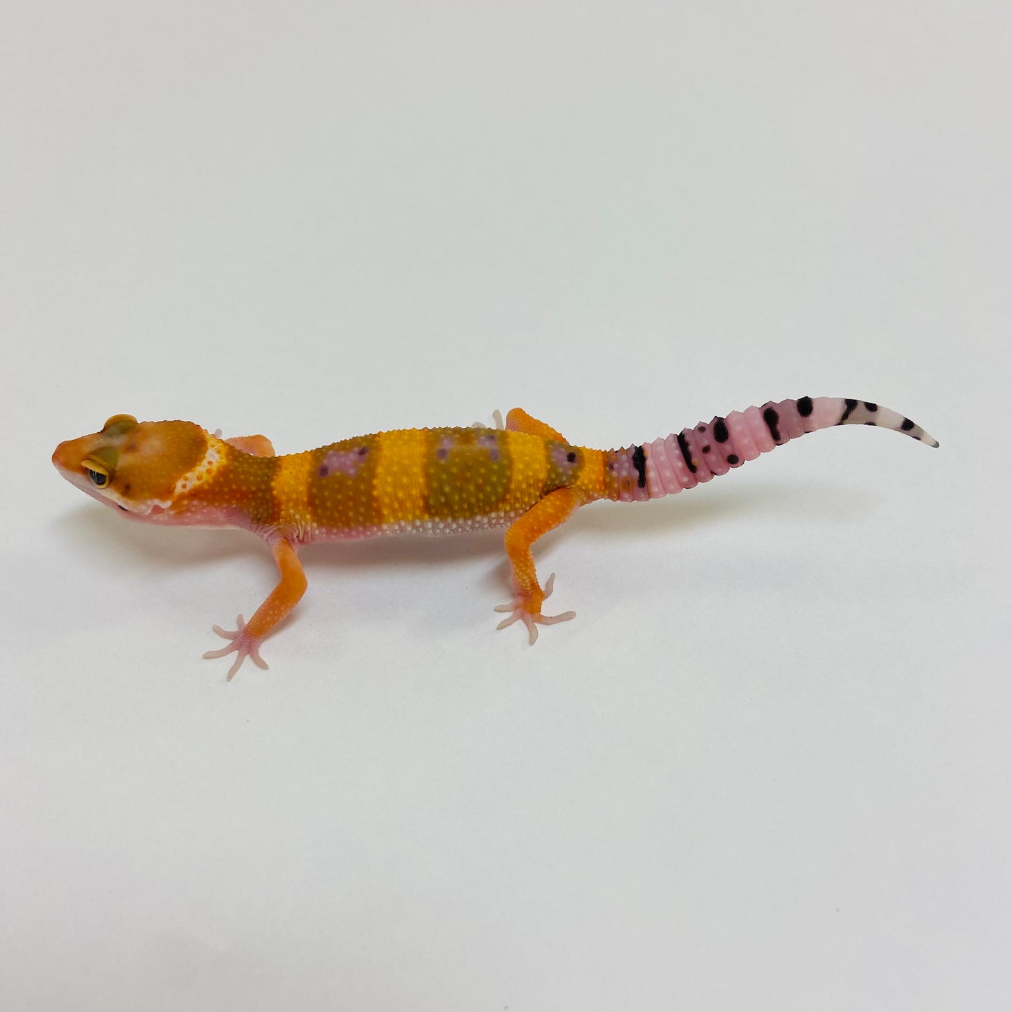 Tangerine Leopard Gecko- Pos Female #D-B2-60923-1