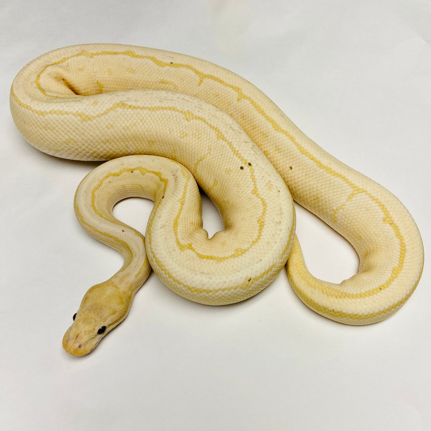 Adult Banana Fire Pinstripe Ball Python- Male
