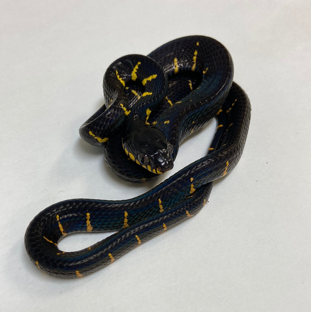 Mangrove Snakes For Sale - Priority Overnight Shipping Or Pickup – BHB ...