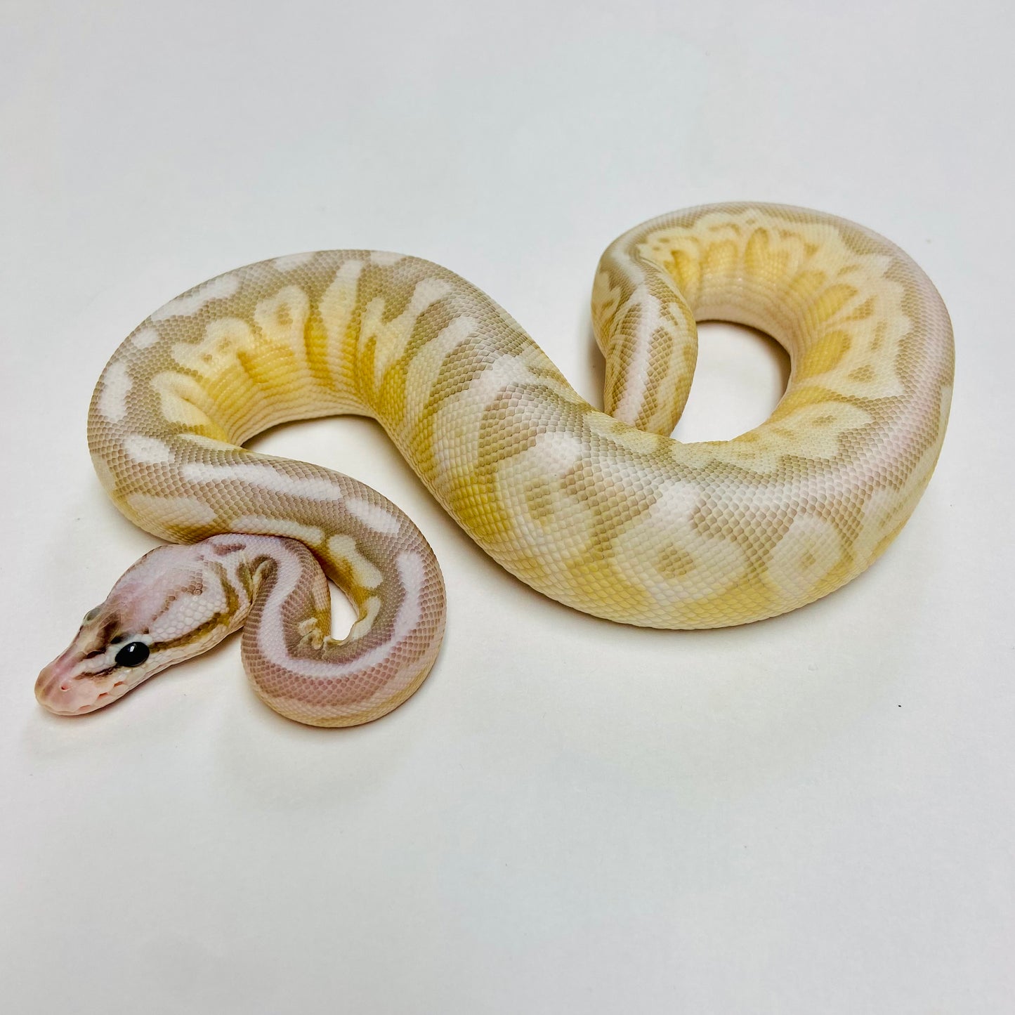 Pastel Lesser Bongo Ball Python- Male #2023M01