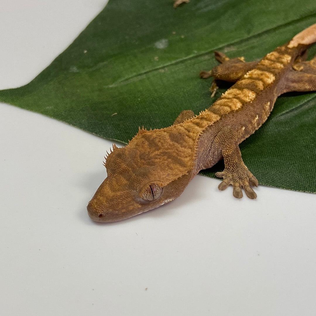 Red Harlequin Crested Gecko #CGG206