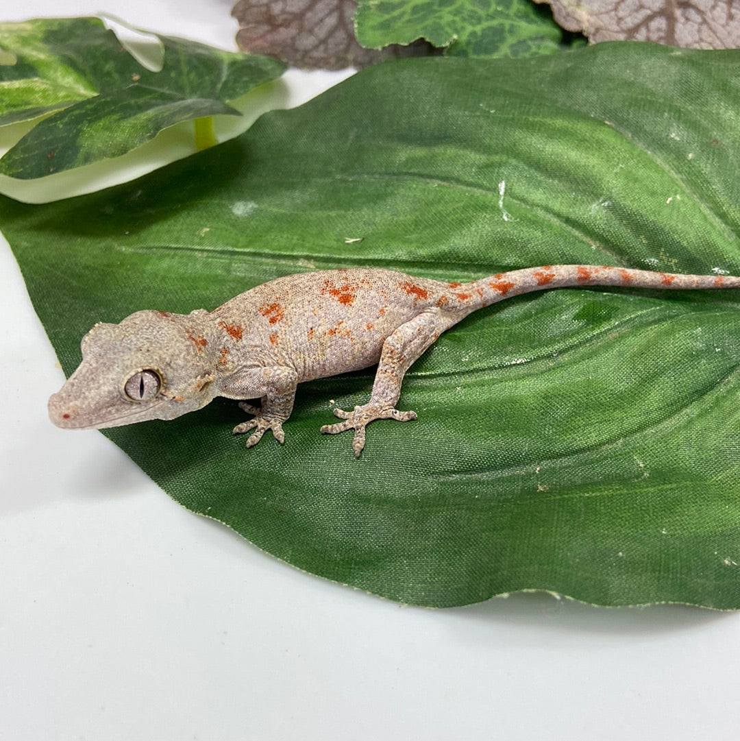Red Blotched Reticulated Gargoyle Gecko Pos Female #AN235