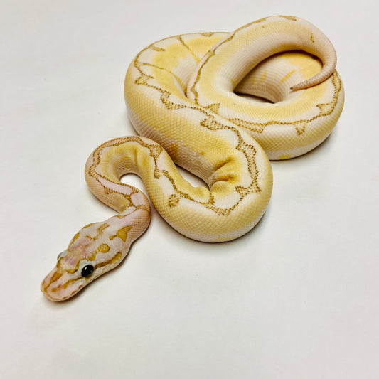 Ball Pythons for Sale at BHB Reptiles - High Quality & Wide Variety in ...