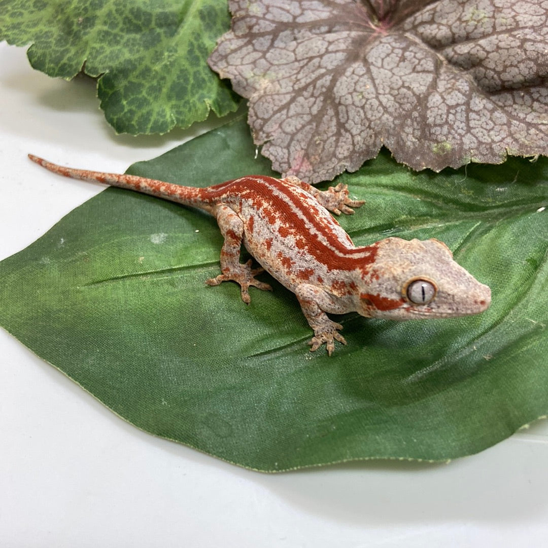Red/Orange Stripe Gargoyle Gecko 2023 Male A701