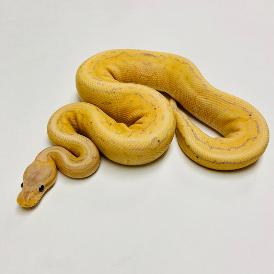 Banana Enchi Cinnamon Pinstripe Ball Python Male #2022M01