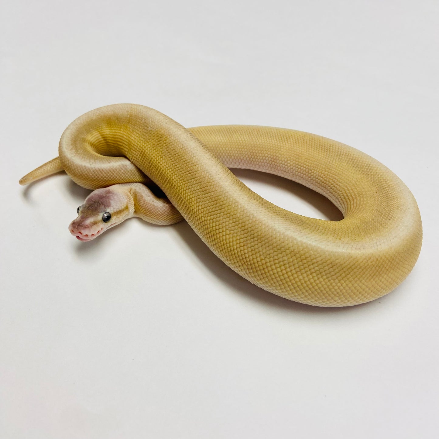 Pinstripe Pastel Lesser Cypress Ball Python- Male #2023M01