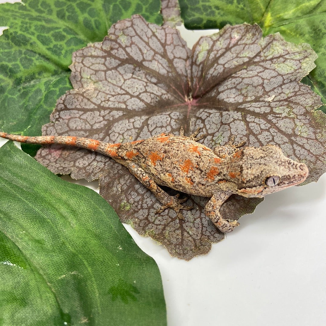 Super Blotched Reticulated Gargoyle Gecko Pos Female #AN233