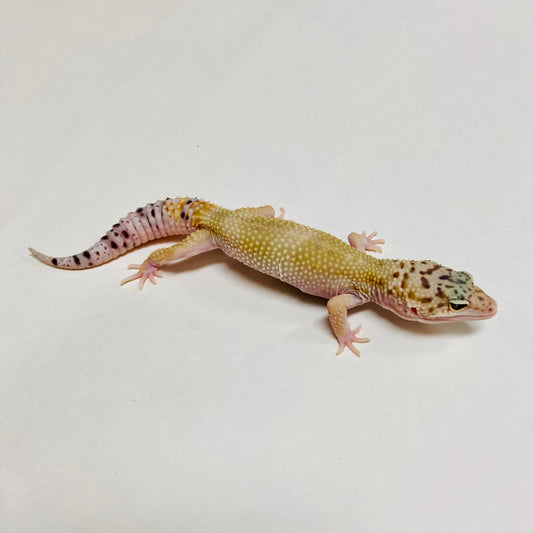 Hypo Mack Snow Eclipse W/Y Leopard Gecko Male C-B5-72124-1
