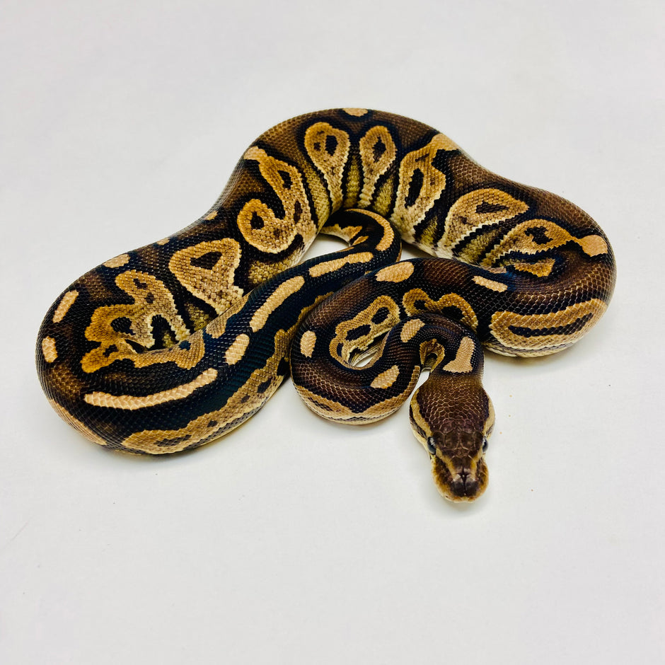 Ball Pythons for Sale at BHB Reptiles - High Quality & Wide Variety in ...