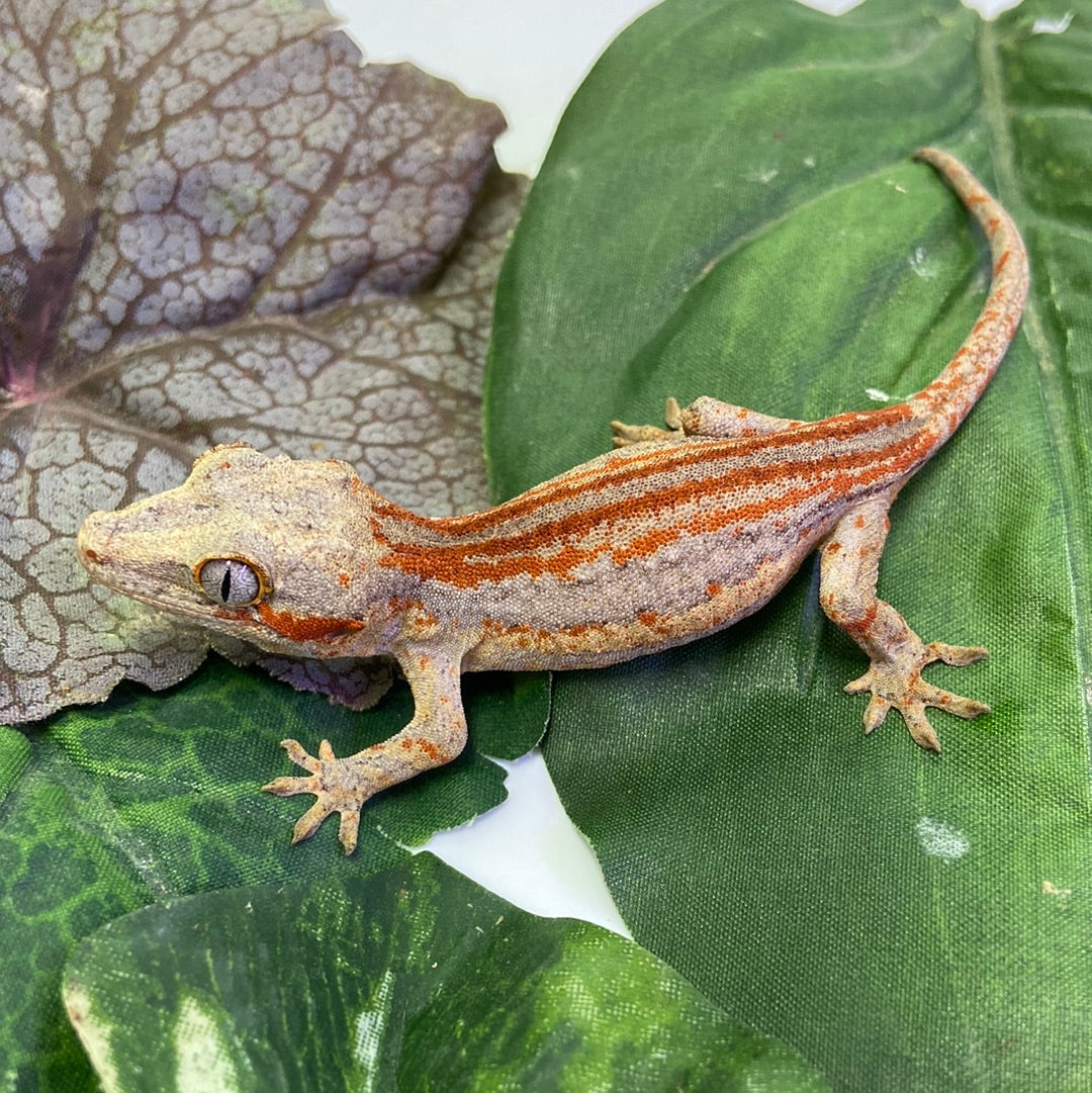Red Stripe with Red Base Gargoyle Gecko 2023 Female JM01