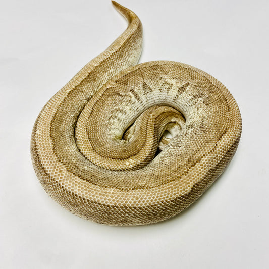 Adult Champagne ( Pos Lori )Het Ghost Ball Python- Female