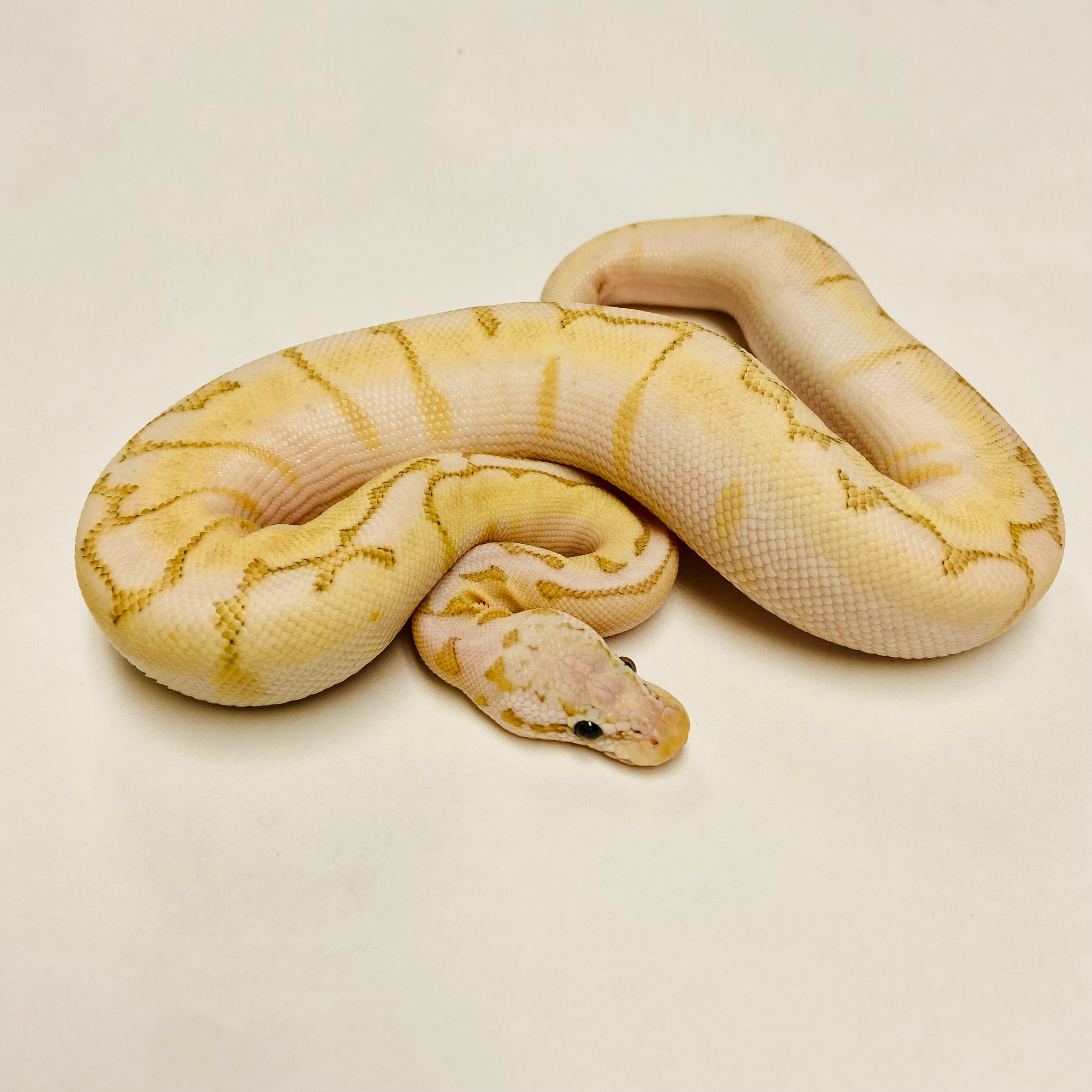 Ball Pythons for Sale at BHB Reptiles - High Quality & Wide Variety in ...