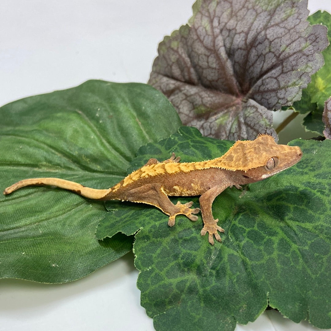 Red Tri Color Crested Gecko #CGG211
