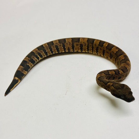 Viper Boas 2023