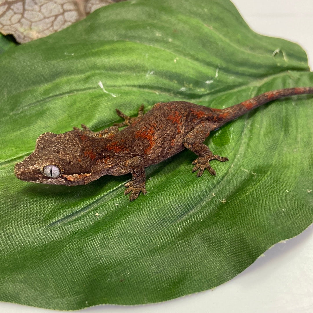 Red Blotched Reticulated Gargoyle Gecko Pos Female #AN236