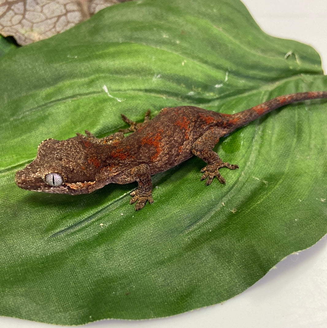 Gargoyle Geckos For Sale - BHB Reptiles - Reptile Breeding Since 1989