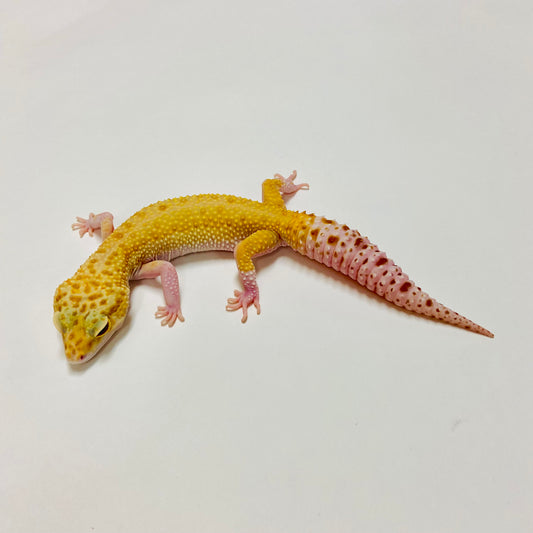Raptor W/Y Leopard Gecko Female E-M1-71718-1