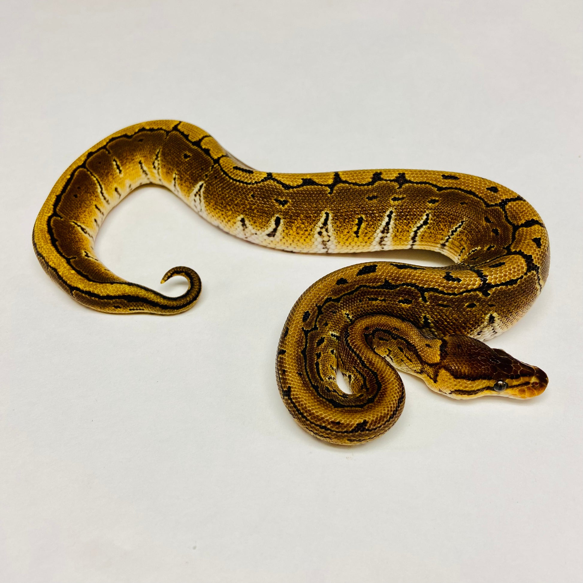 Pinstripe Ball Python- Female #2023F01