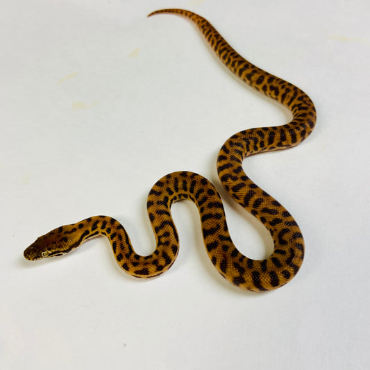 Stimsons Python Male 2024M01