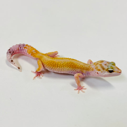 Super Hypo Tangerine W/Y Pos Mack Snow Leopard Gecko Female- #B-L8-102120-1