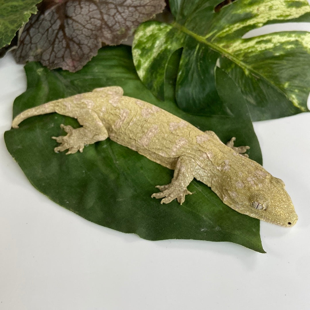 Leachianus Gecko- Prob Female 51723-SF1