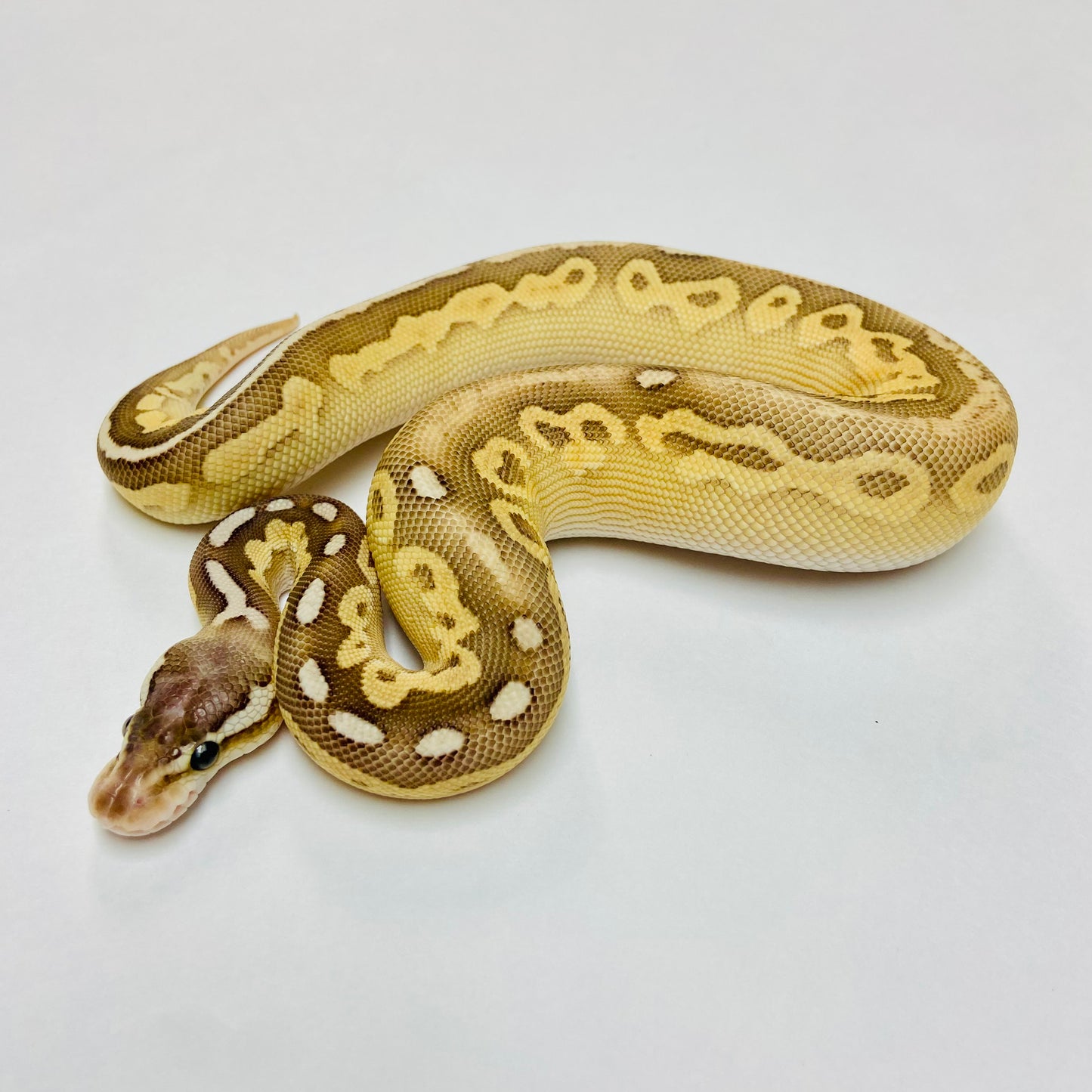 Pewter Lesser Bongo Ball Python- Male #2023M01
