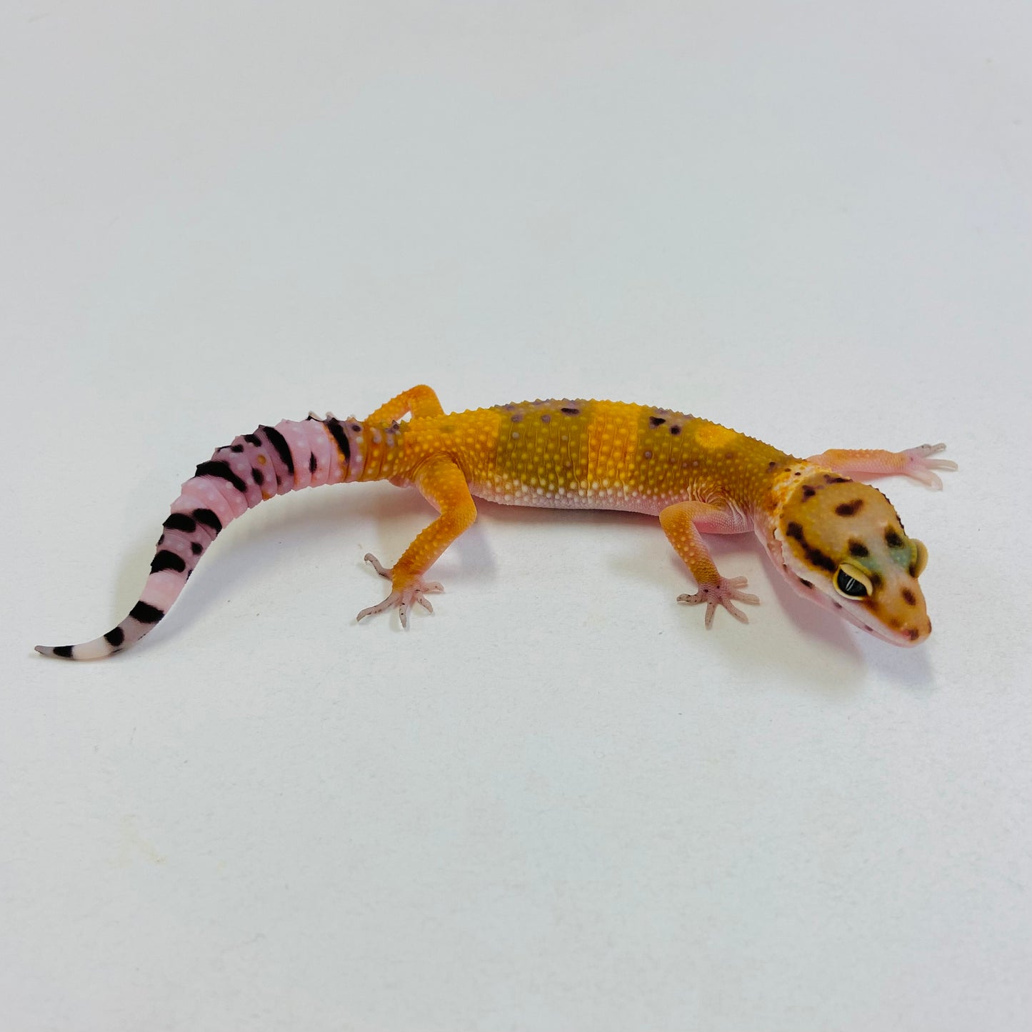 Tangerine Leopard Gecko Male #B-B2-52423-1