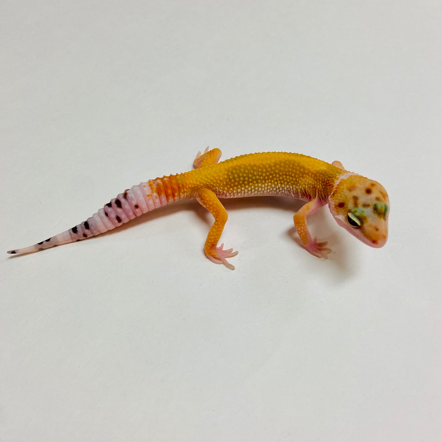 Hypo Tangerine Leopard Gecko Male A-A1-72924-2