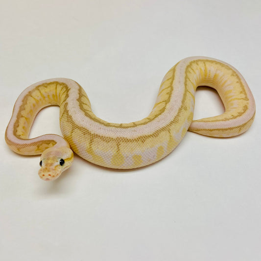 Pastel Lesser Spinner Bongo Ball Python- Female #2023F01