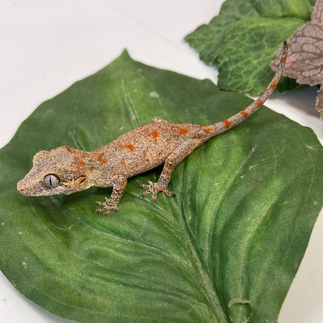 Orange Blotched Reticulated Gargoyle Gecko- Pos Male #AN232