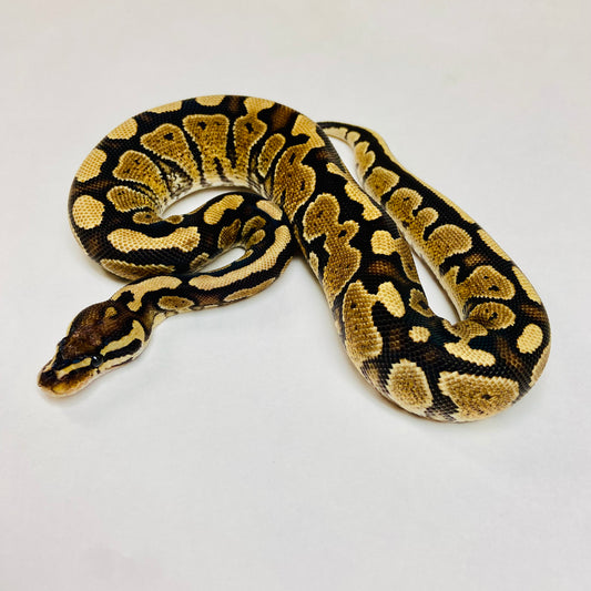 YellowBelly Ball Python Female- #2023F01