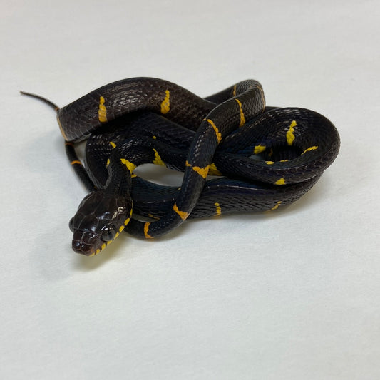 Mangrove Snake- 2023 Male #61423-M03