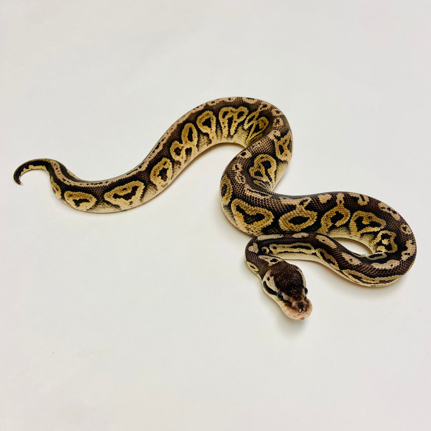 Black Pewter Ball Python- Male #2023M01
