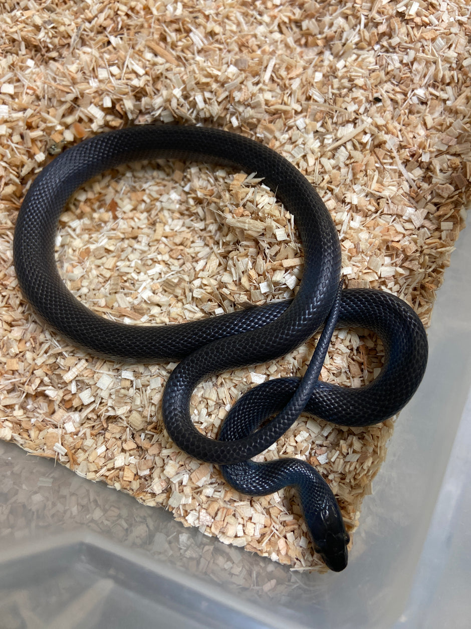 House Snakes – BHB Reptiles