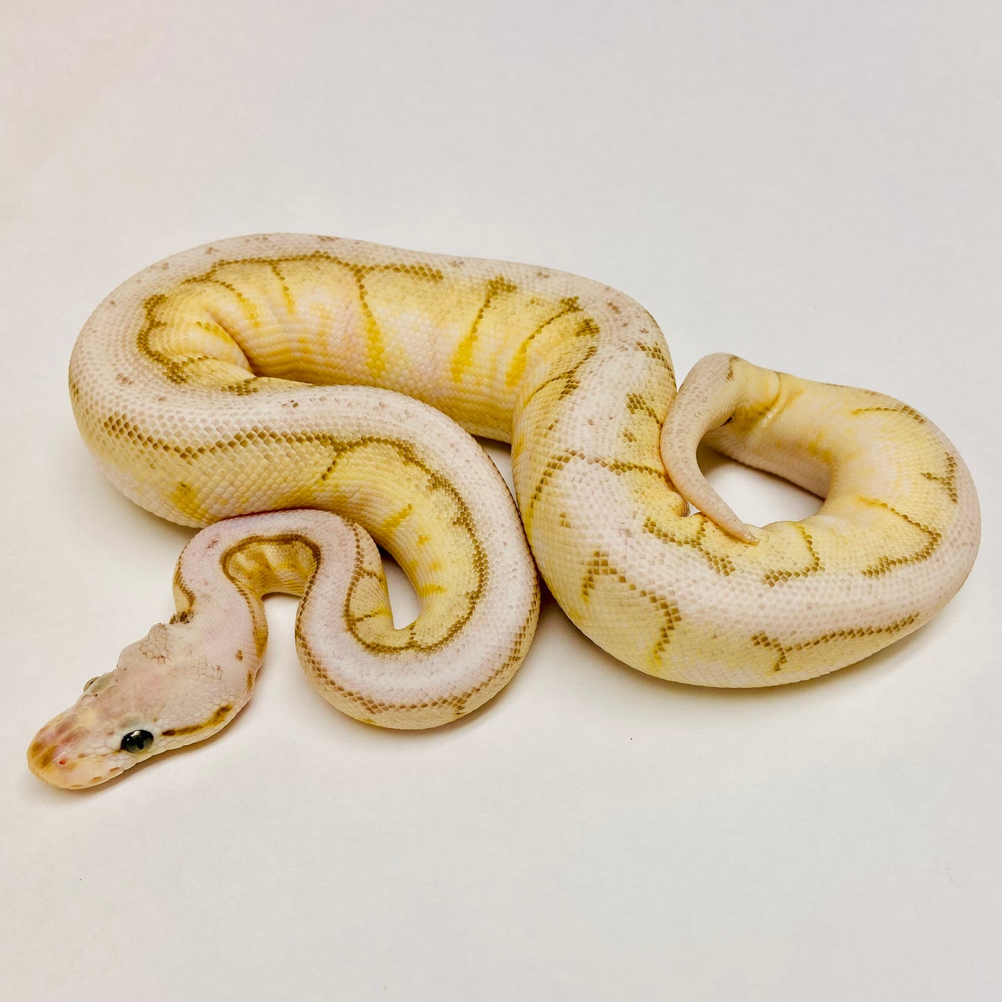 Pastel Lesser Spinner Bongo Ball Python- Male #2023M01