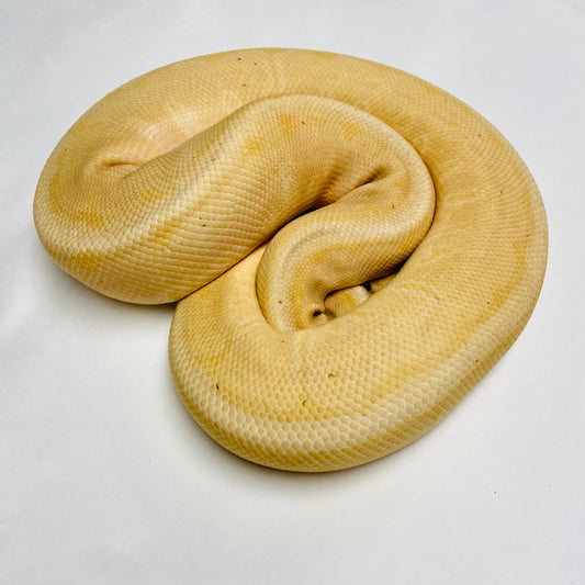 Adult Banana Lori Pinstripe Ball Python- Male