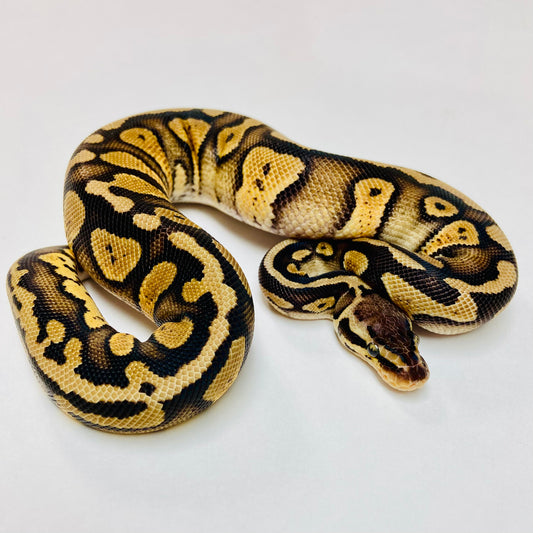 Pastel Mahogany Het Pied Ball Python- Male #2023M01