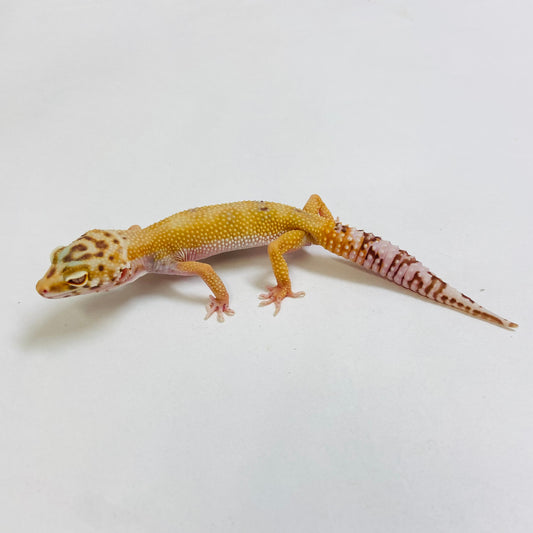 Sunglow Albino Bell Pos Het Eclipse Leopard Gecko- Female #D-A2-80822-1