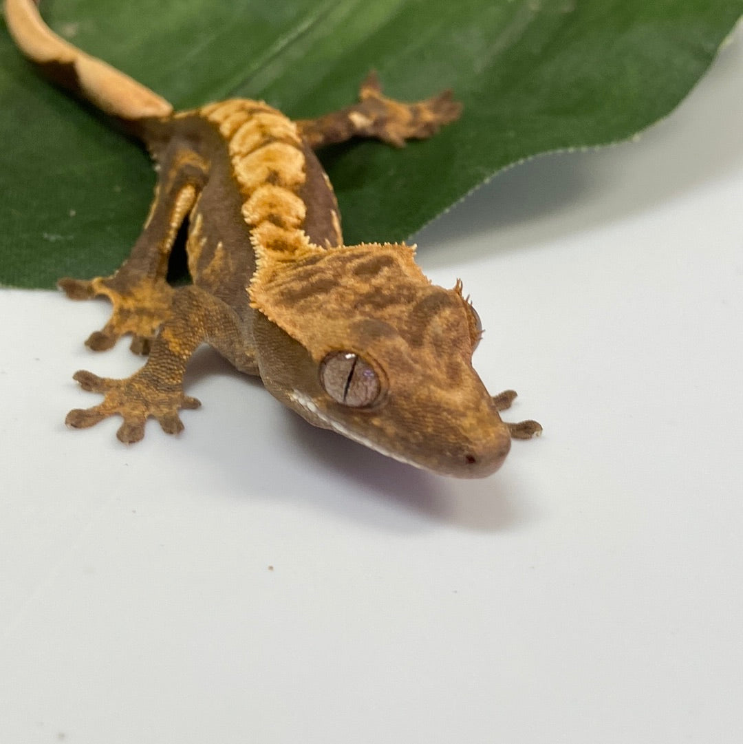 Tri Color Harlequin Crested Gecko #CGG210