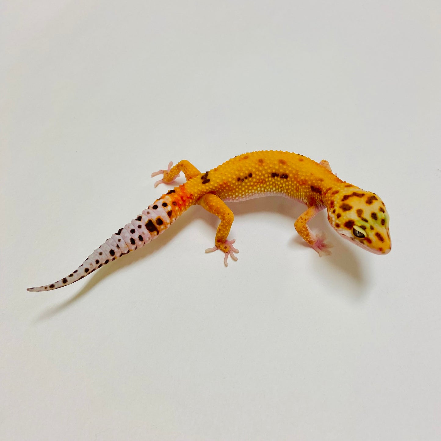Hypo Tremper Tangerine W/Y Leopard Gecko Female E-A7-81924-1