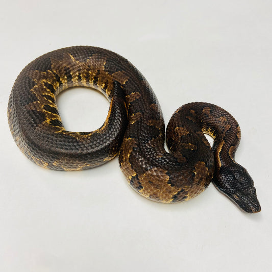 Adult -Viper Boa Breeding Group