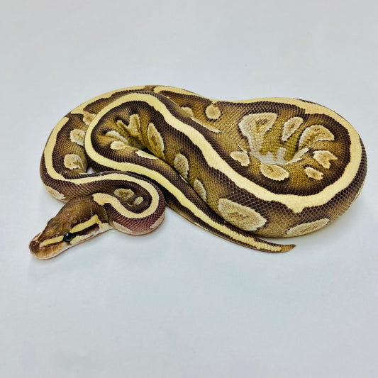 Mojave Ball Python- Female #2023F02