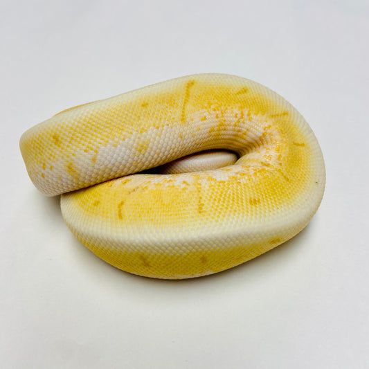 Banana Enchi Orange Dream Spinner Ball Python- Male #2023M01