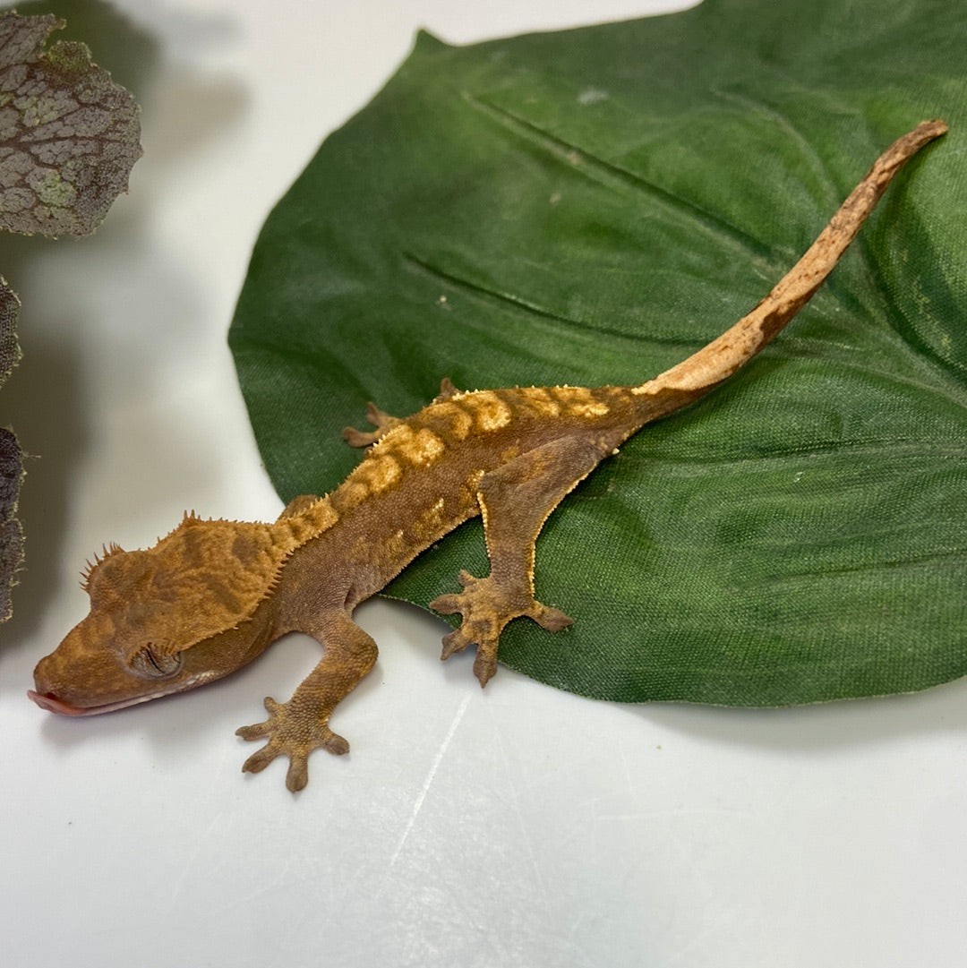 Red Harlequin Crested Gecko #CGG206