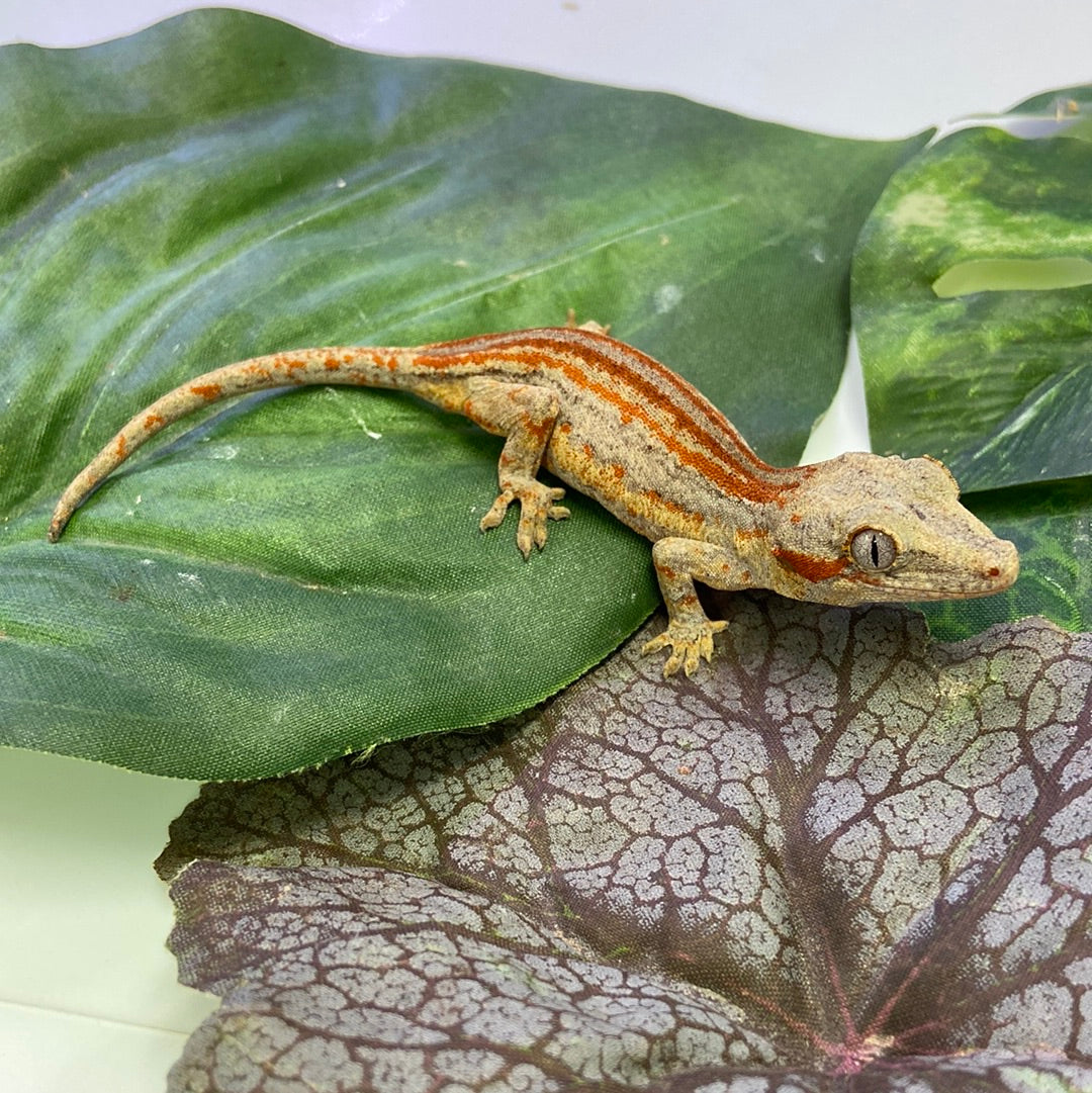 Red/Orange Stripe Gargoyle Gecko Female #JM01