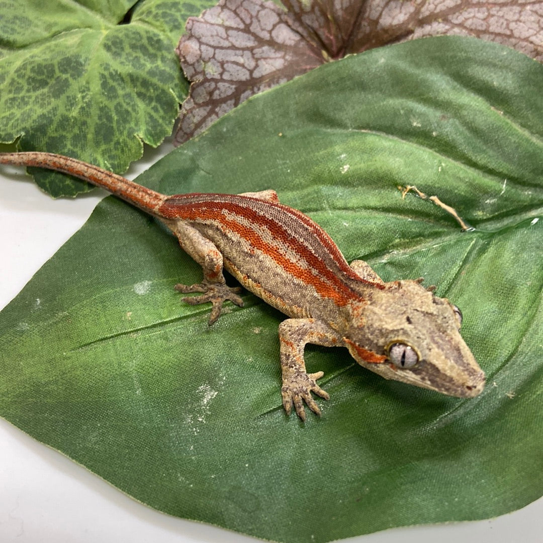 Red/Orange Stripe Gargoyle Gecko- 2023 Prob Male #A201