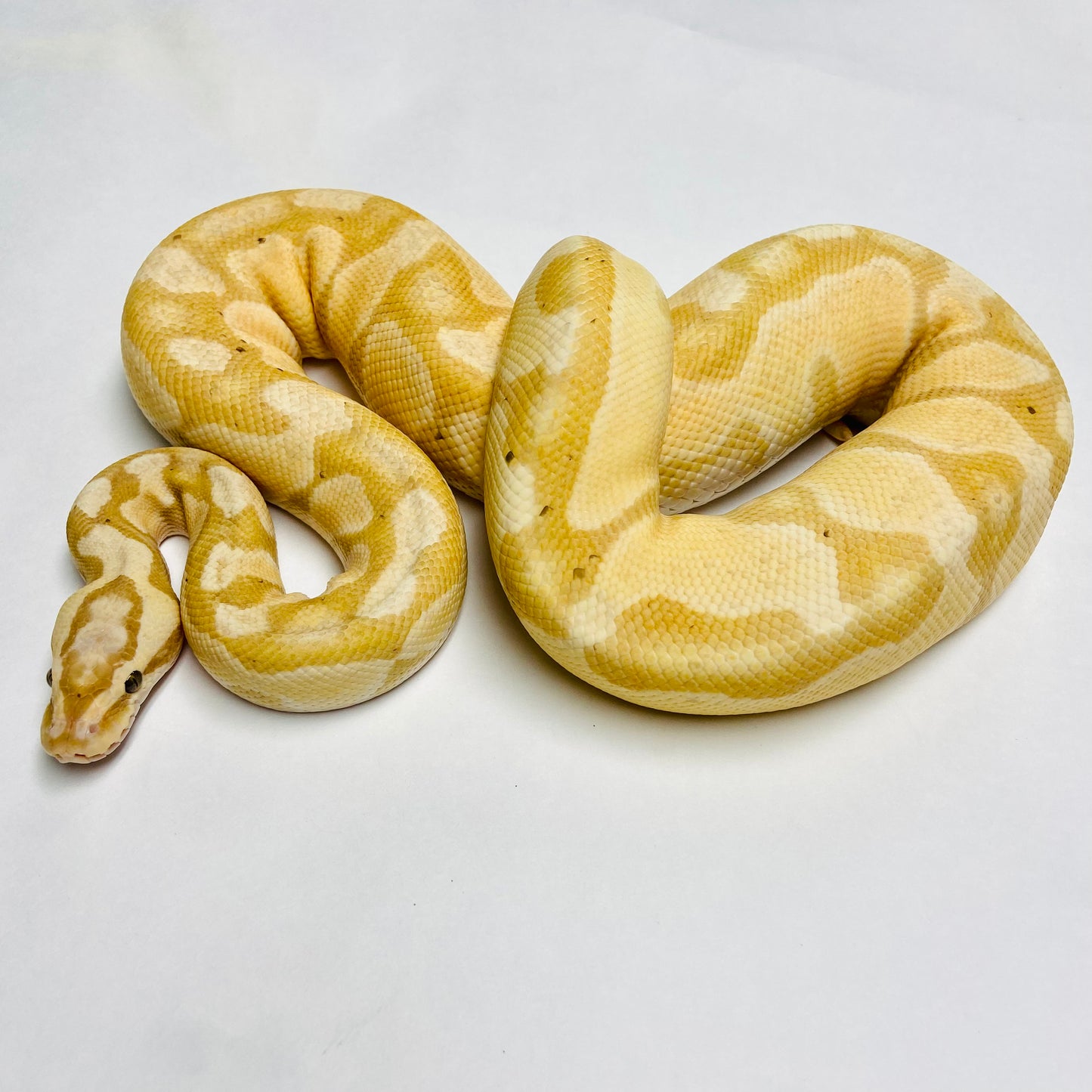 Adult Banana Enchi Bongo Het Clown Ball Python- Male
