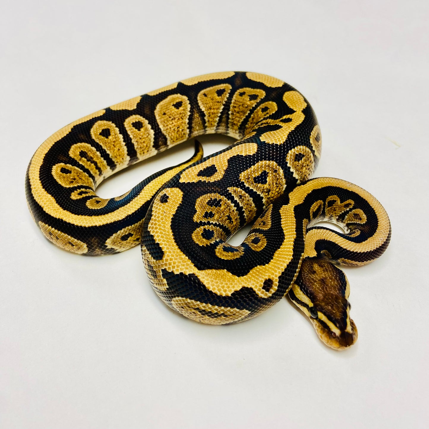 YellowBelly Ball Python Female- #2023F05